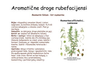 Aromatične droge rubefacijensi
Rosmarini folium- list ruzmarina
Rosmarinus officinalis L.,
LamiaceaeBiljka: višegodišnji zimzeleni žbunić. Listovi
naspramni, na kratkim drškama, kožasti. Po 5-10
cvetova sakupljeno u cimozne cvasti. Plod je
merikarp.
Nalazište: za dobijanje droge plantažno se gaji.
Koristi se: osušeni list (Rosmarini folium).
Berba i sastojci: listovi se sakupljaju u fazi
cvetanja biljke. Sadrže oko 2% etarskog ulja.
Osnovne komponente su cineol, pinen, kamfor i
borneol. Izolovana je i depsidna ruzmarinska
kiselina. Sadrži i flavonoidne heterozide i
tanine.
Upotreba: deluje iritantno i poboljšava
prokrvljenost kože. Deluje i spazmolitički, tako
što opušta spazam glatke muskulature žučne
kese i zida creva. Koristi se kao holagog, a
veliku primenu ima u prehrambenoj,
kozmetičkoj i parfimerijskoj industriji.
 