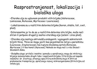 Rasprostranjenost, lokalizacija i
biološka uloga
• Etarska ulja su uglavnom produkti viših biljaka (Asteraceae,
Lamiaceae, Rutaceae, Myrtaceae i Lauraceae).
• Lokalizovana su u različitim delovima biljaka (koren, stablo, list, cvet,
plod).
•Interesantno je to da se u različitim delovima iste biljke, može naći
sličan ili potpuno drugačiji sastav etarskog ulja (zeleni i zreo plod).
• Etarska ulja nastaju aktivnošću endogenih i egzogenih sekretornih
biljnih tkiva. Tkiva se mogu javiti kao pojedinačne ćelije u parenhimu
(Lauraceae, Zingiberaceae), kao šupljine žlezdanog epitela (Rutaceae,
Myrtaceae ) ili kao kanali (Apiaceae). Nekada se mogu naći u vidu žlezad i
žlezdanih dlaka.
• Biolpška uloga: privlače insekte i pomažu u oprašivanju, mogu da inhibiraju
klijanje semena kako drugih tako i sopstvenih biljaka, štite biljku od napada
insekata i dr. životinja, stvaraju specifičnu mikroklimu koja ih štiti od
prekomerne transpiracije, sprečavaju razvoj mikroorganizama (štite biljku od
infekcije).
 