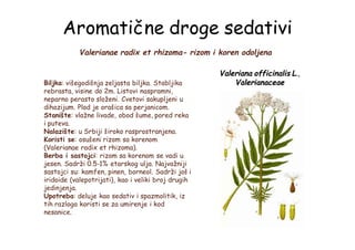 Aromatične droge sedativi
Valerianae radix et rhizoma- rizom i koren odoljena
Biljka: višegodišnja zeljasta biljka. Stabljika
rebrasta, visine do 2m. Listovi naspramni,
neparno perasto složeni. Cvetovi sakupljeni u
dihazijum. Plod je orašica sa perjanicom.
Stanište: vlažne livade, obod šume, pored reka
i puteva.
Nalazište: u Srbiji široko rasprostranjena.
Koristi se: osušeni rizom sa korenom
(Valerianae radix et rhizoma).
Berba i sastojci: rizom sa korenom se vadi u
jesen. Sadrži 0.5-1% etarskog ulja. Najvažniji
sastojci su: kamfen, pinen, borneol. Sadrži još i
iridoide (valepotrijati), kao i veliki broj drugih
jedinjenja.
Upotreba: deluje kao sedativ i spazmolitik, iz
tih razloga koristi se za umirenje i kod
nesanice.
Valeriana officinalis L.,
Valerianaceae
 