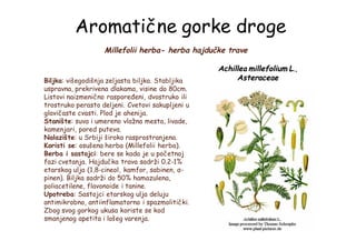 Aromatične gorke droge
Millefolii herba- herba hajdučke trave
Biljka: višegodišnja zeljasta biljka. Stabljika
uspravna, prekrivena dlakama, visine do 80cm.
Listovi naizmenično raspoređeni, dvostruko ili
trostruko perasto deljeni. Cvetovi sakupljeni u
glavičaste cvasti. Plod je ahenija.
Stanište: suva i umereno vlažna mesta, livade,
kamenjari, pored puteva.
Nalazište: u Srbiji široko rasprostranjena.
Koristi se: osušena herba (Millefolii herba).
Berba i sastojci: bere se kada je u početnoj
fazi cvetanja. Hajdučka trava sadrži 0.2-1%
etarskog ulja (1,8-cineol, kamfor, sabinen, α-
pinen). Biljka sadrži do 50% hamazulena,
poliacetilene, flavonoide i tanine.
Upotreba: Sastojci etarskog ulja deluju
antimikrobno, antiinflamatorno i spazmolitički.
Zbog svog gorkog ukusa koriste se kod
smanjenog apetita i lošeg varenja.
Achillea millefolium L.,
Asteraceae
 