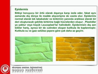 Epidermis Bitkiyi koruyucu bir örtü olarak dışarıya karşı izole eder, fakat aynı zamanda dış dünya ile madde alışverişine de vasıta olur. Epidermis normal olarak tek tabakalıdır ve birbirinin yanında aralıksız olarak bir deri oluşturacak şekilde birbirine bağlı hücrelerden oluşur . Plastidler ya yoktur veya küçük Leucoplast’lar halindedir. Epidermisin dış zarı kökler hariç, ayrıca bir de cutinden oluşan kutikula ile kaplanmıştır. Kutikula su ve gazı selüloz çepere göre çok daha az geçirir.  