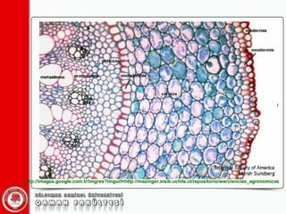http://images.google.com.tr/imgres?imgurl=http://mazinger.sisib.uchile.cl/repositorio/ww/ciencias_agronomicas 
