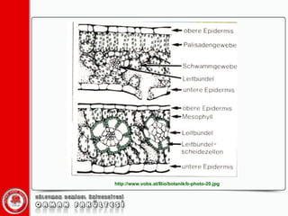 http://www.vobs.at/Bio/botanik/b-photo-20.jpg 
