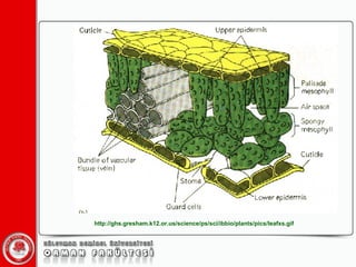 http://ghs.gresham.k12.or.us/science/ps/sci/ibbio/plants/pics/leafxs.gif 