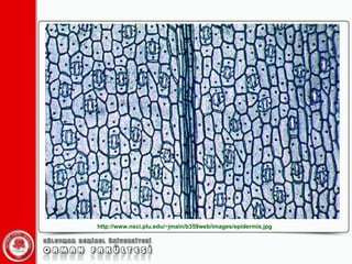 http://www.nsci.plu.edu/~jmain/b359web/images/epidermis.jpg 