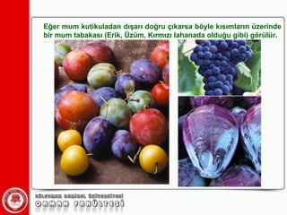 Eğer mum kutikuladan dışarı doğru çıkarsa böyle kısımların üzerinde bir mum tabakası (Erik, Üzüm, Kırmızı lahanada olduğu gibi) görülür. 