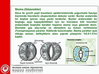 Stoma (Gözenekler) Hava ile çevrili yeşil kısımların epidermislerinde çoğunlukla fasulye biçiminde hücrelerin oluşturdukları dokular vardır. Bunlar aralarında bir boşluk (porus veya yarık) bırakırlar. Bunlar aralarındaki bu boşluğu açıp kapayabildikleri için bu hücrelere kilit hücreleri aralarındaki boşlukla beraber hepsine stoma veya gözenek denir. Stomalar gaz alış-verişi ve atmosfere su buharı verilmesine (Transpirasyona) yararlar. Köklerde bulunmazlar. Stoma yarıkları açık olduğu zaman, delikçiklerin alanı yaprak yüzeyinin %0.5-1.5’ini kaplar. 