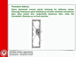 Paranşim dokusu Daimi dokularda normal olarak herhangi bir bölünme olmaz. Göreceği fonksiyona göre farklılaşmış hücreler meristem hücrelerine göre daha büyük olur. Çoğunlukla plazmaca fakir, hatta ölü hücrelerdir. Ekseriya su ve hava içerirler.  