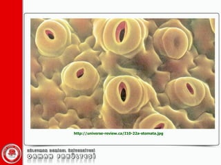 http://universe-review.ca/I10-22a-stomata.jpg 