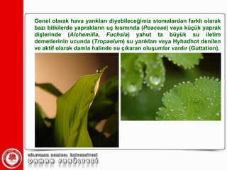 Genel olarak hava yarıkları diyebileceğimiz stomalardan farklı olarak bazı bitkilerde yaprakların uç kısmında ( Poaceae ) veya küçük yaprak dişlerinde ( Alchemilla, Fuchsia ) yahut ta büyük su iletim demetlerinin ucunda ( Tropaelum ) su yarıkları veya Hyhadhot denilen ve aktif olarak damla halinde su çıkaran oluşumlar vardır (Guttation). 