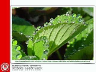 http://images.google.com.tr/imgres?imgurl=http://upload.wikimedia.org/wikipedia/commons/thumb 
