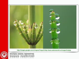 http://images.google.com.tr/imgres?imgurl=http://www.waterwereld.nu/images/holpijp 