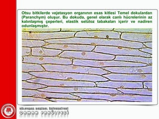 Otsu bitkilerde vejetasyon organının esas kitlesi Temel dokulardan (Paranchym) oluşur. Bu dokuda, genel olarak canlı hücrelerinin az kalınlaşmış çeperleri, elastik selüloz tabakaları içerir ve nadiren odunlaşmıştır.  