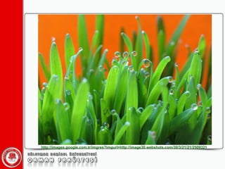 http://images.google.com.tr/imgres?imgurl=http://image30.webshots.com/30/3/21/21/2509321 