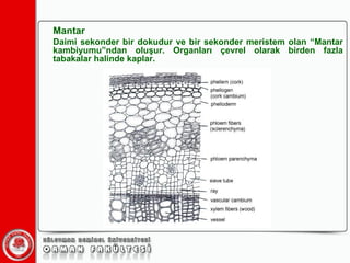 Mantar Daimi sekonder bir dokudur ve bir sekonder meristem olan “Mantar kambiyumu”ndan oluşur. Organları çevrel olarak birden fazla tabakalar halinde kaplar.  