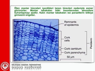 Ölen mantar hücreleri içerdikleri tanen türevleri nedeniyle esmer görünürler. Mantar tabakaları bitki kısımlarından atmosfere buharlaşmayı azaltır. Kalın mantar tabakaları ise parazitlerin bitkiye girmesini engeller. 
