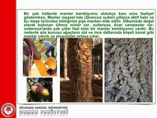 Bir çok hallerde mantar kambiyumu oldukça kısa süre faaliyet gösterirken, Mantar meşesi’nde ( Quercus suber ) yıllarca aktif kalır ve bu meşe türünden bildiğimiz şişe mantarı elde edilir. Ülkemizde doğal olarak bulunan  Ulmus minör  var.  suberosa, Acer campester  var.  suberosa ’larda çok yıllar faal olan bir mantar kambiyumu vardır. Bu nedenle söz konusu ağaçların dal ve ince dallarında köşeli kanat gibi mantar çıkıntı ve oluşumları ortaya çıkar. 