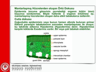 Mantarlaşmış ülerden oluşan Örtü Dokusu Epidermis koruma görevinin çevrelediği organın bütün ömrü boyunca sürdüremez. Böyle hallerde o organın örtülmesi işi, mantarlaşmış hücrelerden oluşan daha etkili tabakalarca üstlenilir. Cutis dokusu Çoğunlukla epidermisin veya bunun hemen altında bulunan primer kökenli paranşim tabakalarının sonradan mantarlaşması ile oluşur; bu takdirde adlarına Hipodermis (Hypodermis) denir. Hipodermise karşılık köklerde Exodermis vardır. Bir veya çok tabakalı olabilirler. 