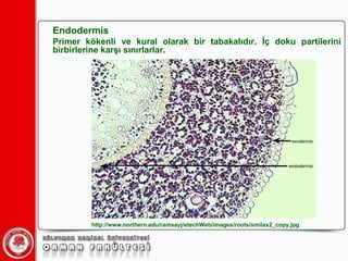 Endodermis Primer kökenli ve kural olarak bir tabakalıdır. İç doku partilerini birbirlerine karşı sınırlarlar. http://www.northern.edu/ramsayj/etechWeb/images/roots/smilax2_copy.jpg 