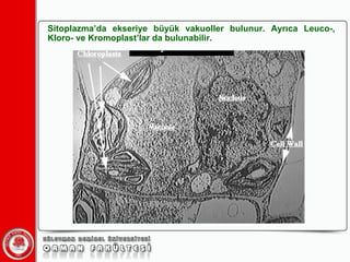 Sitoplazma’da ekseriye büyük vakuoller bulunur. Ayrıca Leuco-, Kloro- ve Kromoplast’lar da bulunabilir.  