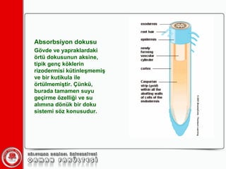 Absorbsiyon dokusu Gövde ve yapraklardaki örtü dokusunun aksine, tipik genç köklerin rizodermisi kütinleşmemiş ve bir kutikula ile örtülmemiştir. Çünkü, burada tamamen suyu geçirme özelliği ve su alımına dönük bir doku sistemi söz konusudur. 