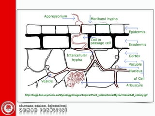 http://bugs.bio.usyd.edu.au/Mycology/images/Topics/Plant_Interactions/Mycorrhizas/AM_colony.gif 