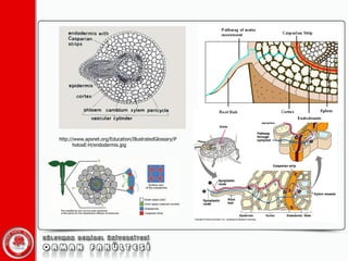 http://www.apsnet.org/Education/IllustratedGlossary/PhotosE-H/endodermis.jpg 