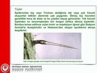 Tüyler Epidermiste tüy veya Trichom dediğimiz tek veya çok hücreli oluşumlar bitkiler aleminde çok yaygındır. Ölmüş tüy hücreleri genellikle hava ile dolar ve bu yüzden beyaz görünürler. Tek hücreli tüylerden en tanınmışlardan biri Isırgan ( Urtica dioica ) tüyleridir. Bunlara temas edilince uçları kırılır ve enjeksiyon iğnesi gibi Sodyum formiat’la Acetylcholin ve Histamin’den oluşan içeriklerini deriye boşaltırlar. http://images.google.com.tr/imgres?imgurl=http://www.microscopy-uk.org.uk 
