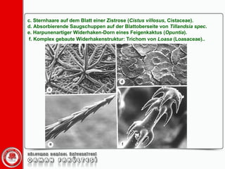 c. Sternhaare auf dem Blatt einer Zistrose ( Cistus   villosus , Cistaceae). d. Absorbierende Saugschuppen auf der Blattoberseite von  Tillandsia   spec .  e. Harpunenartiger Widerhaken-Dorn eines Feigenkaktus ( Opuntia ). f. Komplex gebaute Widerhakenstruktur: Trichom von  Loasa  (Loasaceae)..   