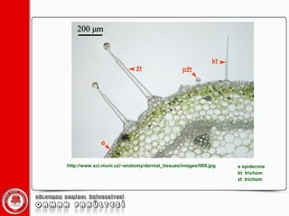 e epidermis  kt  trichom  zt  trichom  http://www.sci.muni.cz/~anatomy/dermal_tissues/images/008.jpg 