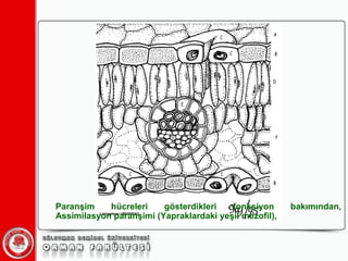 Paranşim hücreleri gösterdikleri fonksiyon bakımından, Assimilasyon paranşimi (Yapraklardaki yeşil mezofil),  