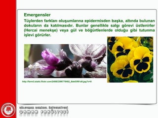 Emergensler Tüylerden farkları oluşumlarına epidermisden başka, altında bulunan dokuların da katılmasıdır. Bunlar genellikle salgı görevi üstlenirler (Hercai menekşe) veya gül ve böğürtlenlerde olduğu gibi tutunma işlevi görürler. http://farm3.static.flickr.com/2408/2396776402_8de03f81a9.jpg?v=0 