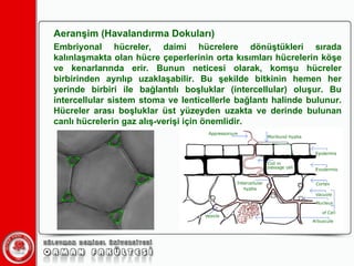 Aeranşim (Havalandırma Dokuları) Embriyonal hücreler, daimi hücrelere dönüştükleri sırada kalınlaşmakta olan hücre çeperlerinin orta kısımları hücrelerin köşe ve kenarlarında erir. Bunun neticesi olarak, komşu hücreler birbirinden ayrılıp uzaklaşabilir. Bu şekilde bitkinin hemen her yerinde birbiri ile bağlantılı boşluklar (intercellular) oluşur. Bu intercellular sistem stoma ve lenticellerle bağlantı halinde bulunur. üler arası boşluklar üst yüzeyden uzakta ve derinde bulunan canlı hücrelerin gaz alış-verişi için önemlidir. 