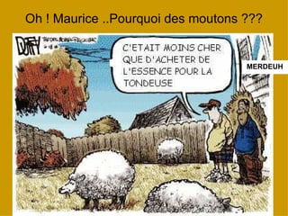 Oh ! Maurice ..Pourquoi des moutons ??? MERDEUH 