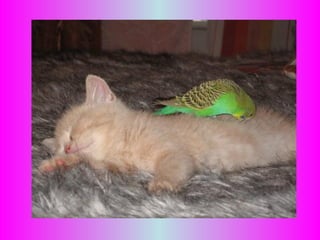 Retrouvez les meilleurs diaporamas PPS d’humour et de divertissement sur http://www.diaporamas-a-la-con.com