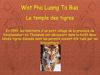 Diaporama PPS réalisé pour
http://www.diaporamas-a-la-con.com
Wat Pha Luang Ta Bua
Le temple des tigres
En 1999, les habitants d'un petit village de la province de
Kanchanaburi en Thailande ont découvert dans la forêt deux
bébés tigres blessés dont les parents avaient été tués par les
braconniers.
 