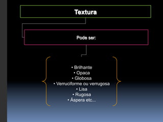 Textura


           Pode ser:




           •  Brilhante
             •  Opaca
           •  Globosa
•  Verruciforme ou verrugosa
               •  Lisa
            •  Rugosa
        •  Áspera etc...
 