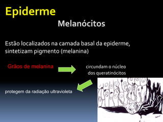 Epiderme	
  	
  
	
  	
  	
  	
  	
  	
  	
  	
  	
  	
  	
  	
  	
  	
  	
  	
  	
  	
  	
  	
  	
  	
  	
  	
  	
  	
  	
  	
  	
  Melanócitos	
  
	
  
Estão	
  localizados	
  na	
  camada	
  basal	
  da	
  epiderme,	
  	
  	
  	
  	
  	
  	
  	
  	
  	
  	
  	
  	
  	
  	
  	
  	
  	
  	
  	
  	
  	
  	
  	
  	
  	
  
sintetizam	
  pigmento	
  (melanina)	
  
	
  	
  	
  	
  	
  	
  	
  	
  	
  	
  	
  	
  	
  	
  	
  	
  	
  	
  	
  	
  	
  	
  	
  	
  	
  	
  	
  	
  	
  	
  	
  	
  	
  	
  	
  	
  	
  	
  	
  	
  	
  	
  	
  	
  	
  	
  	
  	
  	
  	
  	
  	
  	
  	
  	
  	
  	
  
	
  	
  Grãos de melanina                                                                                                                                                                                                            	
  circundam	
  o	
  núcleo	
  	
  
	
  	
  	
  	
  	
  	
  	
  	
  	
  	
  	
  	
  	
  	
  	
  	
  	
  	
  	
  	
  	
  	
  	
  	
  	
  	
  	
  	
  	
  	
  	
  	
  	
  	
  	
  	
  	
  	
  	
  	
  	
  	
  	
  	
  	
  	
  	
  	
  	
  	
  	
  	
  	
  	
  	
  	
  	
  	
  	
  	
  	
  	
  	
  	
  	
  	
  	
  	
  	
  	
  	
  	
  	
  	
  	
  	
  	
  	
  	
  	
  	
  	
  	
  dos	
  queratinócitos	
  
	
  
protegem da radiação ultravioleta


	
  	
  	
  	
  	
  	
  	
  	
  	
  	
  	
  	
  	
  	
  	
  	
  	
  	
  	
  	
  	
  	
  	
  	
  	
  	
  	
  	
  	
  	
  	
  	
  	
  	
  	
  	
  	
  	
  	
  	
  	
  	
  	
  	
  	
  	
  	
  	
  	
  	
  	
  	
  	
  	
  	
  	
  	
  	
  	
  	
  	
  	
  	
  	
  	
  	
  	
  
 