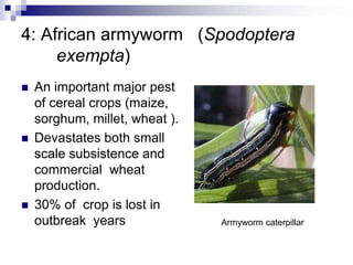 Impact of Climate Change on Wheat Pests in Kenya | PDF