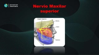 Nervio Maxilar
superior
 