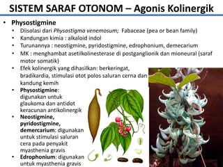 • Physostigmine
• Diisolasi dari Physostigma venemosum; Fabaceae (pea or bean family)
• Kandungan kimia : alkaloid indol
• Turunannya : neostigmine, pyridostigmine, edrophonium, demecarium
• MK : menghambat asetilkolinesterase di postganglionik dan mioneural (saraf
motor somatik)
• Efek kolinergik yang dihasilkan: berkeringat,
bradikardia, stimulasi otot polos saluran cerna dan
kandung kemih
• Physostigmine:
digunakan untuk
glaukoma dan antidot
keracunan antikolinergik
• Neostigmine,
pyridostigmine,
demercarium: digunakan
untuk stimulasi saluran
cera pada penyakit
myasthenia gravis
• Edrophonium: digunakan
untuk myasthenia gravis
SISTEM SARAF OTONOM – Agonis Kolinergik
 