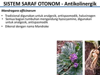 SISTEM SARAF OTONOM - Antikolinergik
Mandragora officinarum
• Tradisional digunakan untuk analgesik, antispasmodik, halusinogen
• Semua bagian tumbuhan mengandung hyoscyamine, digunakan
untuk analgesik, antispasmodik
• Dikenal dengan nama Mandrake
 