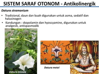 SISTEM SARAF OTONOM - Antikolinergik
Datura stramonium
• Tradisional, daun dan buah digunakan untuk asma, sedatif dan
halusinogen
• Kandungan : skopolamin dan hyoscyamine, digunakan untuk
analgesik, antispasmodik
Datura innoxia
Datura metel
 