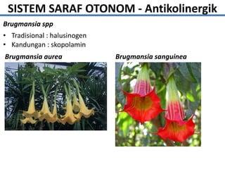 SISTEM SARAF OTONOM - Antikolinergik
Brugmansia spp
• Tradisional : halusinogen
• Kandungan : skopolamin
Brugmansia aurea Brugmansia sanguinea
 