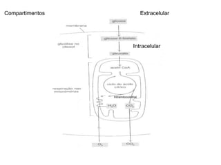 Extracelular
Intracelular
Intramitocondrial
Compartimentos
 