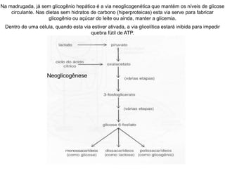Neoglicogênese
Na madrugada, já sem glicogênio hepático é a via neoglicogenética que mantém os níveis de glicose
circulante. Nas dietas sem hidratos de carbono (hiperproteicas) esta via serve para fabricar
glicogênio ou açúcar do leite ou ainda, manter a glicemia.
Dentro de uma célula, quando esta via estiver ativada, a via glicolítica estará inibida para impedir
quebra fútil de ATP.
 