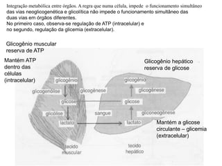 Integração metabólica entre órgãos. A regra que numa célula, impede o funcionamento simultâneo
das vias neoglicogenética e glicolítica não impede o funcionamento simultâneo das
duas vias em órgãos diferentes.
No primeiro caso, observa-se regulação de ATP (intracelular) e
no segundo, regulação da glicemia (extracelular).
Glicogênio muscular
reserva de ATP
Glicogênio hepático
reserva de glicose
Mantém ATP
dentro das
células
(intracelular)
Mantém a glicose
circulante – glicemia
(extracelular)
 