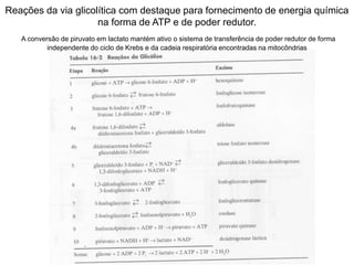 Reações da via glicolítica com destaque para fornecimento de energia química
na forma de ATP e de poder redutor.
A conversão de piruvato em lactato mantém ativo o sistema de transferência de poder redutor de forma
independente do ciclo de Krebs e da cadeia respiratória encontradas na mitocôndrias
 