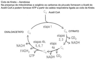 Ciclo de Krebs – Aerobiose
Na presença de mitocôndrias e oxigênio os carbonos do piruvato fornecem o Acetil do
Acetil CoA e podem fornecer ATP a partir da cadeia respiratória ligada ao ciclo de Krebs
CITRATO
Acetil CoA
OXALOACETATO
 