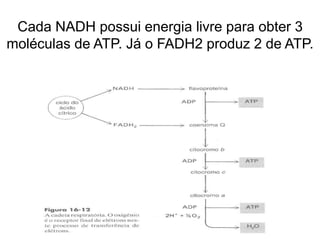 Cada NADH possui energia livre para obter 3
moléculas de ATP. Já o FADH2 produz 2 de ATP.
 